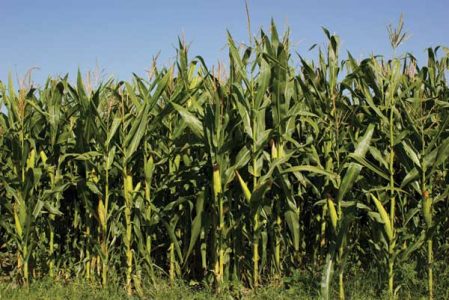 Annual Farm Grants Available Image